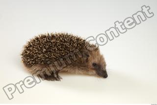 Hedgehog - Erinaceus europaeus  0035